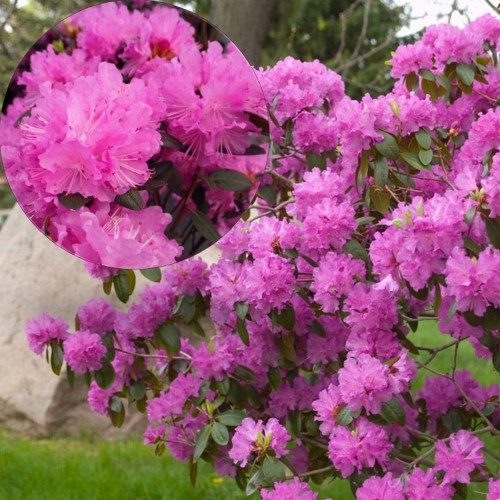Rhododendron 'PJM Elite' - Rododendron 'PJM Elite' C5/5L